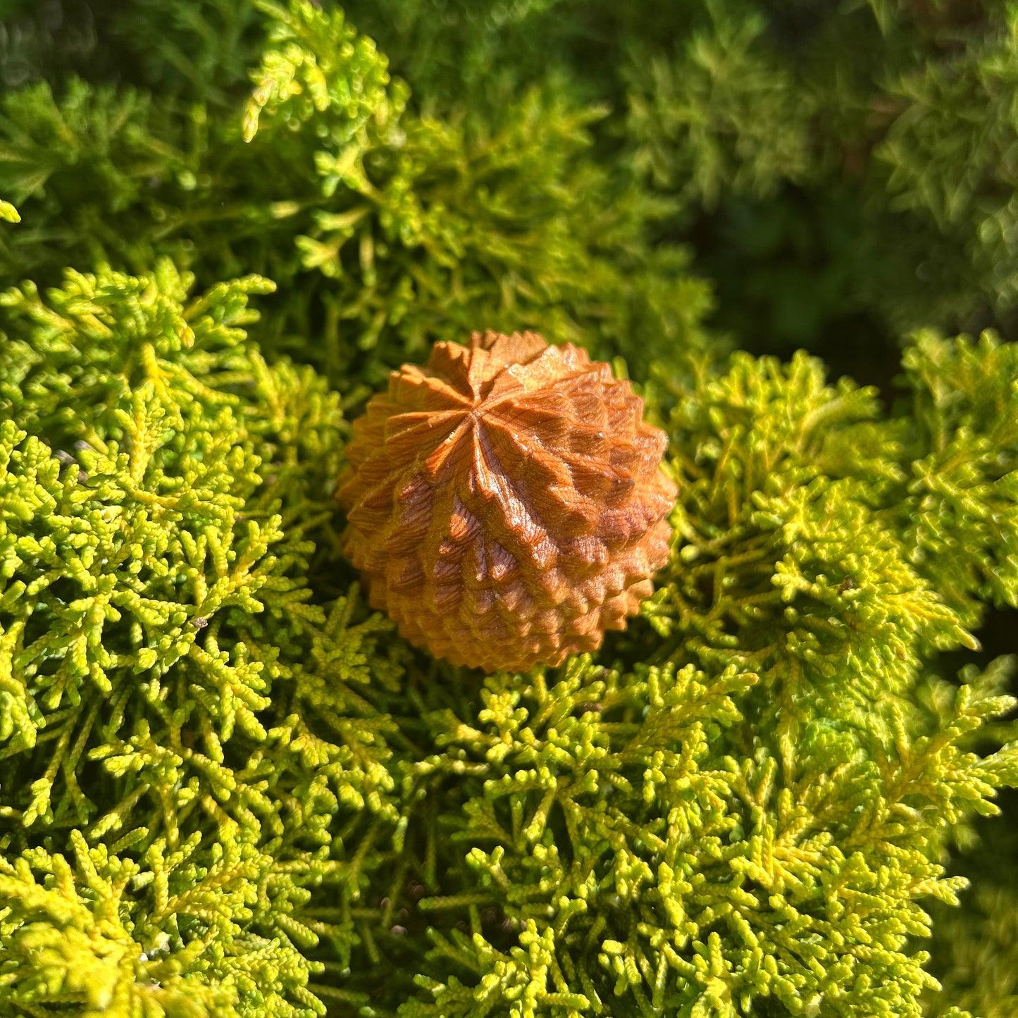 Massage-Igel aus Holz liegt auf grüner Thuja Hecke