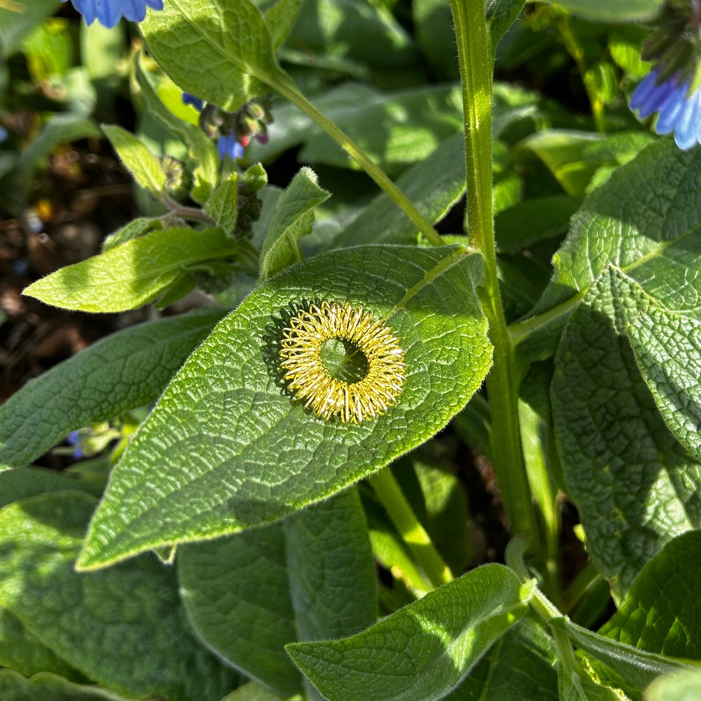 Goldener Relax Ring auf grünem Blatt