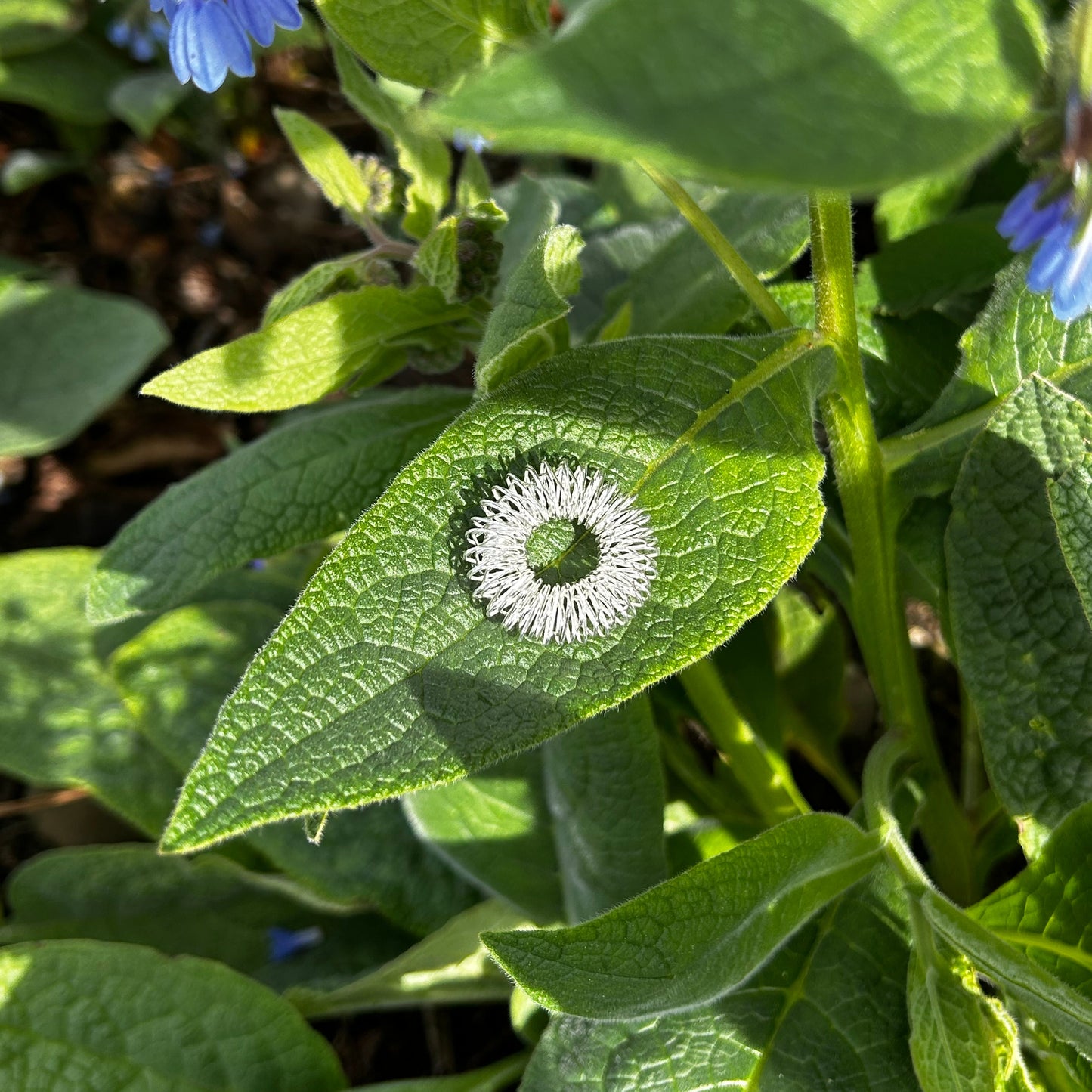 Silberner Relax Ring auf grünem Blatt