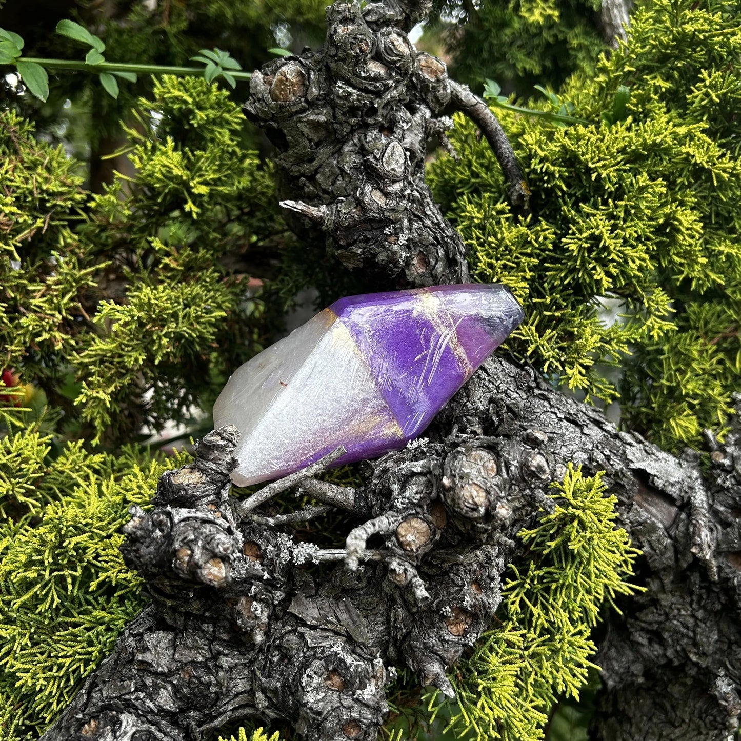 Die amethyst Crystal Soap liegt in einem Baum umgeben von grünen weichen Nadeln.
