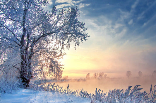 Grosser Schneebedeckter Baum links am Bildrand. Schneebedeckte Landschaft. Sonnenaufgang.