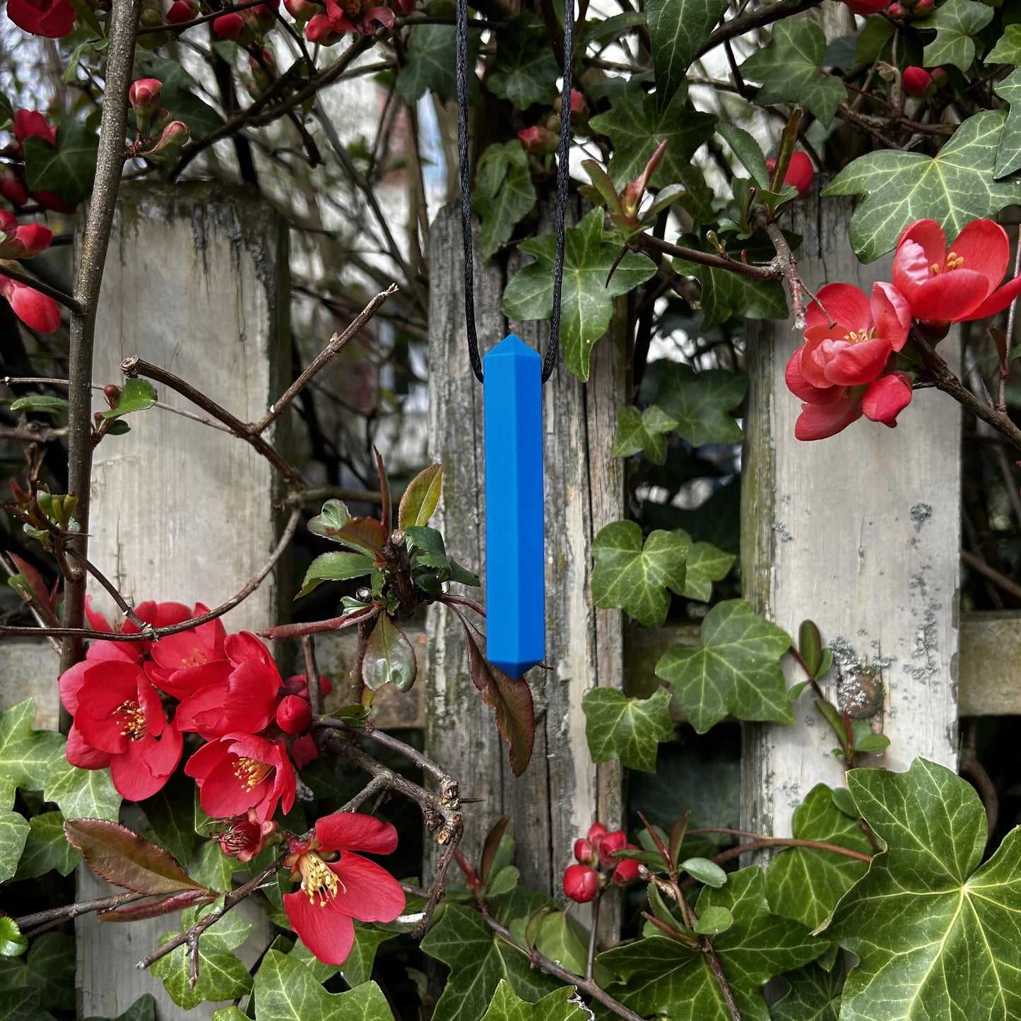 Gaumige Beisskette, blau und prismenförmig hängt an einem Strauch vor einem Zaun.