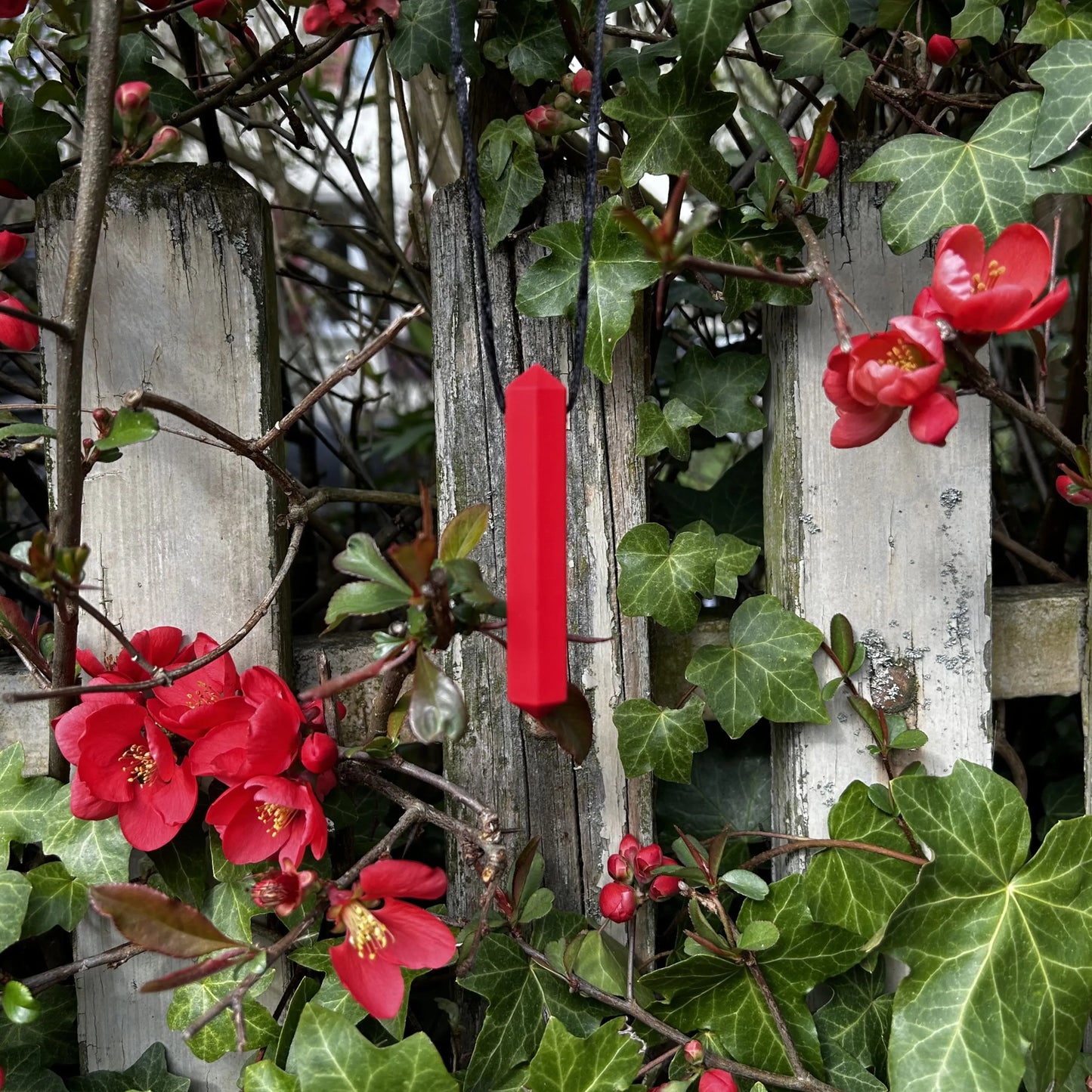 Gaumige Beisskette, rot und prismenförmig hängt an einem Strauch vor einem Zaun.