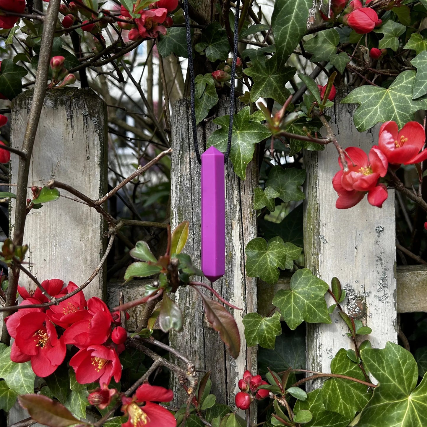 Gaumige Beisskette, violett und prismenförmig hängt an einem Strauch vor einem Zaun.